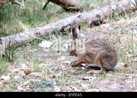 Hare - 17 March 2014 Stock Photo