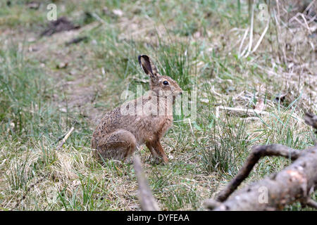 Hare - 17 March 2014 Stock Photo