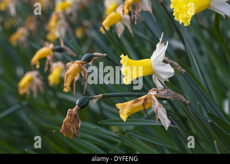 Spent Narcissus in an English garden. Daffodils needing to be deadheaded. Stock Photo