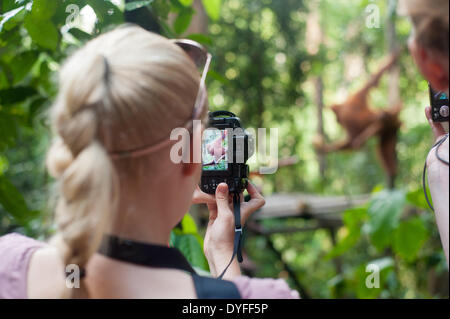 Gunung Leuser National Park, Bukit Lawang, Sumatra, Indonesia. 16th April 2014.   The Sumatran orangutan (Pongo abelii) is Critically Endangered (IUCN) and only found in pockets of the Indonesian island of Sumatra.  A tourist takes a photo of a mother and her baby at the feeding station in the park. Most of the ornagutans that have been released or born since don't visit the feeding station any more, a huge success as they are no longer reliant on humans. Credit:  Andrew Walmsley/Alamy Live News Stock Photo