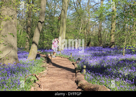 Hatchlands, Surrey, England, UK. 16th April 2014. A man walks his dog through the bluebells in this woodland near to Guildford in Surrey. The blue carpet of traditional English Bluebells (Hyacinthoides non-scripta) look magnificent in the Spring sunshine. They also have a distinct scent which is wafted through the trees on a gentle breeze. These bluebells in Surrey are some of the first to be fully open, due to the recent good weather in the South East of the UK. Credit:  Julia Gavin/Alamy Live News Stock Photo