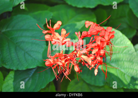 Java Glorybower Latin name Clerodendrum speciosissimum Stock Photo
