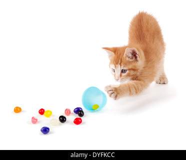 Cute Orange Kitten spilling colorful jelly beans out of a plastic Easter egg isolated on a white background. Stock Photo