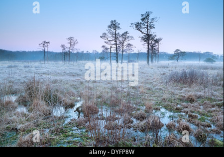cold frosty sunrise on swamp, Drenthe, Netherlands Stock Photo