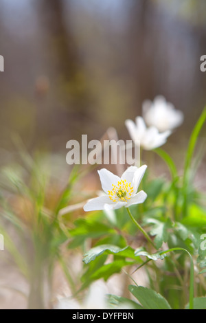 white snowdrop anemone flower in spring forest Stock Photo