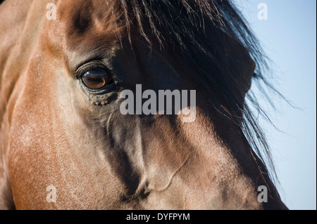 Detail of Quarter Horse stallion head and eyes Stock Photo