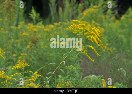 goldenrod Stock Photo