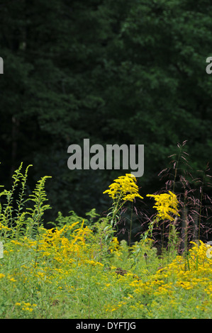 goldenrod Stock Photo