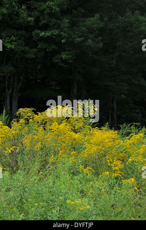 goldenrod Stock Photo