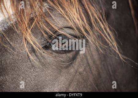Horses eye detail Stock Photo
