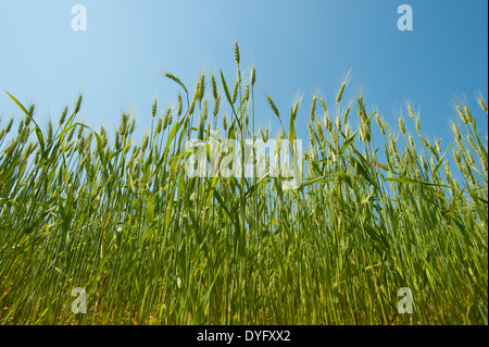Field of Wheat, Cordova MD Stock Photo