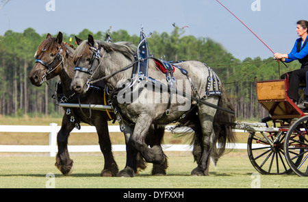 Brabant Draft Horse pair pulling wagon in show tack Stock Photo