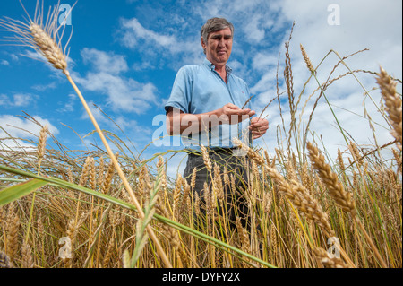 Farmer in Wheat Field Snow Hill MD Stock Photo