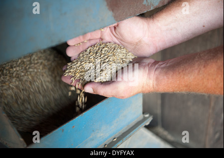 Hands holding grain Princess Anne, MD Stock Photo