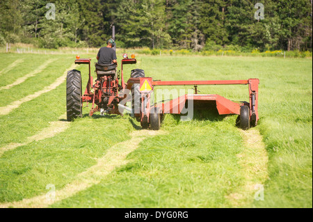 Man on red tractor cutting grass Brunswick, Maine Stock Photo