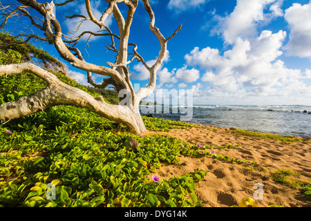 Papa'a Bay, Kauai, Hawaii Stock Photo