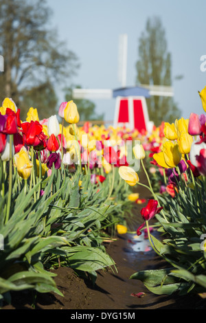 beautiful tulip gardens in Oregon shot early april on a sunny day Stock Photo