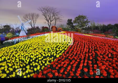 Rizhao, China's Shandong Province. 16th Apr, 2014. Tulip flowers are in blossom at the Botanical Garden in Rizhao, a coastal city of east China's Shandong Province, April 16, 2014. Credit:  Liu Mingzhao/Xinhua/Alamy Live News Stock Photo