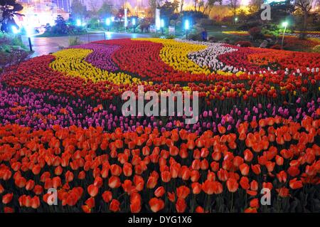 Rizhao, China's Shandong Province. 16th Apr, 2014. Tulip flowers are in blossom at the Botanical Garden in Rizhao, a coastal city of east China's Shandong Province, April 16, 2014. Credit:  Liu Mingzhao/Xinhua/Alamy Live News Stock Photo