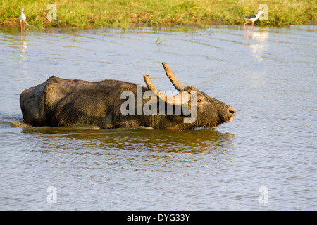 Wild Water Buffalo in Yala National Park, Sri Lanka 15 Stock Photo