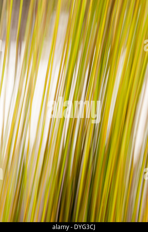 Abstract nature, motion blur green reeds in vertical composition. Stock Photo