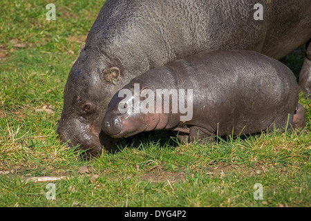 Pygmy Hippo three months old Stock Photo