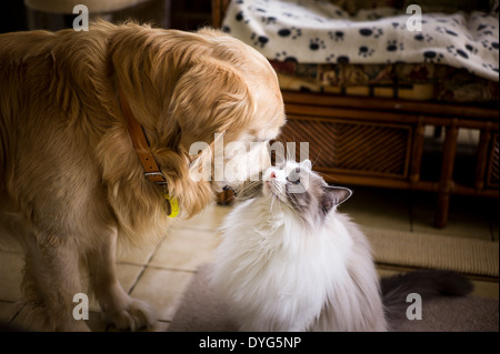 Golden retriever dog greeting Ragdoll cat in their home Stock Photo