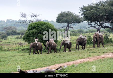 rangers sitting on elephants back safari in nature reserve south africa Stock Photo