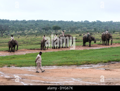 rangers sitting on elephants back safari while other explain about the animals in nature reserve south africa Stock Photo