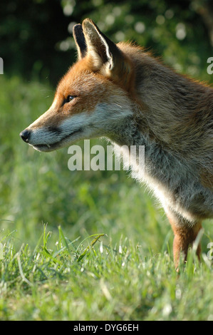 A close up of a Red Fox's (Vulpes vulpes) head and shoulders at profile basking in the sunlight in the English countryside Stock Photo