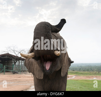 big elephant front view showing his ivory tusks and tongue, Stock Photo