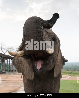 big elephant front view showing his ivory tusks and tongue, Stock Photo