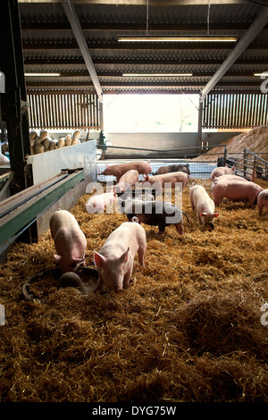 Pigs in a farm barn uk Stock Photo