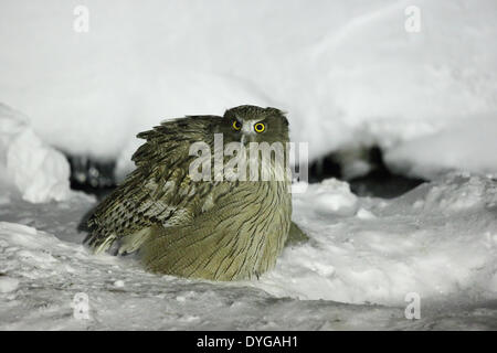 Blakiston's fish owl of Shiretoko Peninsula rests on a branch in Shari ...