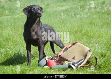 A black Labrador Retriever working dog photographed with a selection of training equipment outside in a grass field Stock Photo