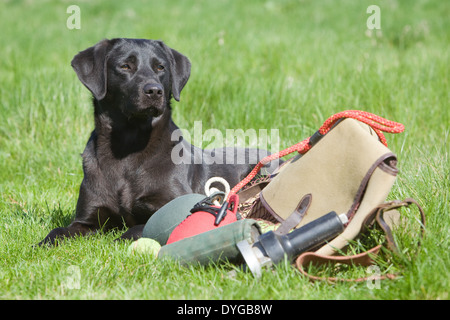 A black Labrador Retriever working dog photographed with a selection of training equipment outside in a grass field Stock Photo