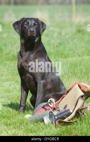 A black Labrador Retriever working dog photographed with a selection of training equipment outside in a grass field Stock Photo