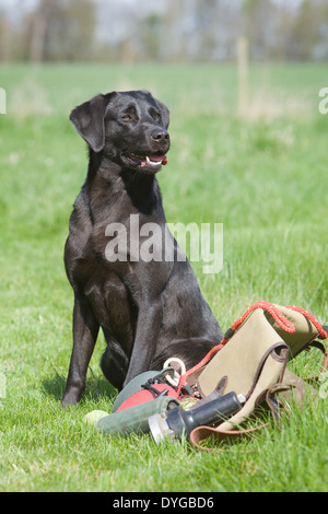 A black Labrador Retriever working dog photographed with a selection of training equipment outside in a grass field Stock Photo