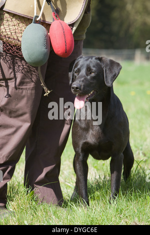 A black Labrador Retriever working dog with its owner during an outdoor training session in a grass field Stock Photo