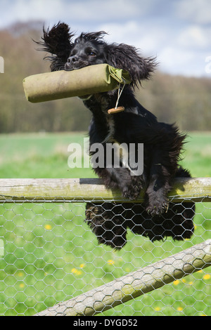 A black cocker spaniel working dog jumping a fence while carrying a training dummy Stock Photo