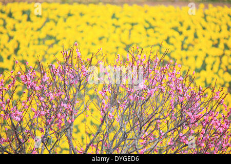 Plum blossoms and rapeseed field Stock Photo