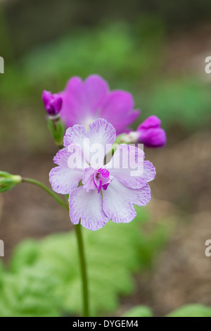 Primula Sieboldii 'iso botan' . Japanese primrose flower Stock Photo