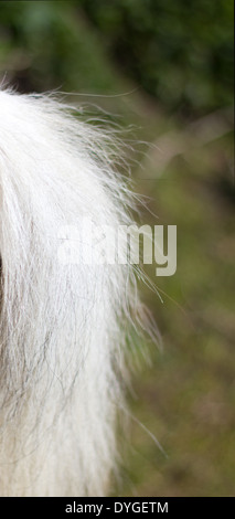 Speckled white horse tail close up enough to see individual hairs Stock Photo