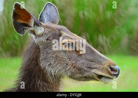 Closeup face of Deer (Muntiacus feai), side profile, in the jungle environment Stock Photo