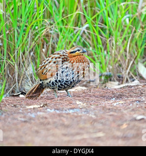 Colorful bird, female of Mountain Bamboo Partridge (Bambusicola fytchii), standing on the ground, taken in Thailand Stock Photo