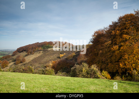 The long chalkland escarpment of Sharpenhoe Clappers in autumn, Chiltern Hills, Bedfordshire, England Stock Photo