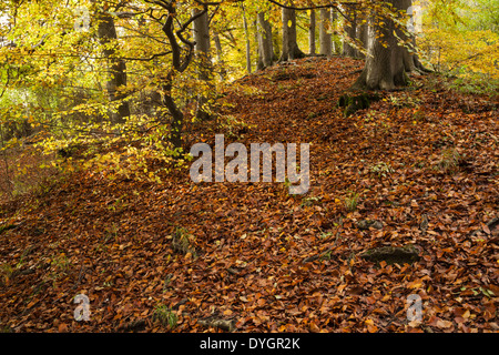 The ancient beech woodland on Sharpenhoe Clappers in autumn, part of the Chiltern Hills in Bedfordshire, England Stock Photo