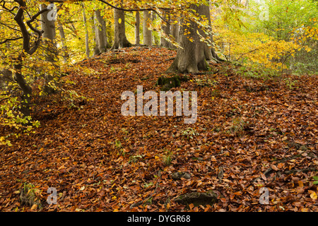 The ancient beech woodland on Sharpenhoe Clappers in autumn, part of the Chiltern Hills in Bedfordshire, England Stock Photo