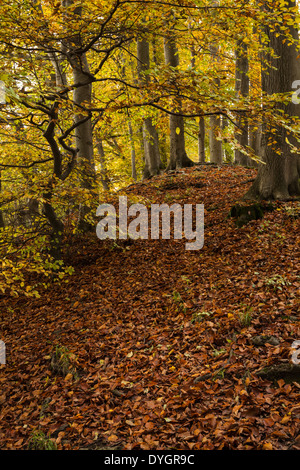 The ancient beech woodland on Sharpenhoe Clappers in autumn, part of the Chiltern Hills in Bedfordshire, England Stock Photo