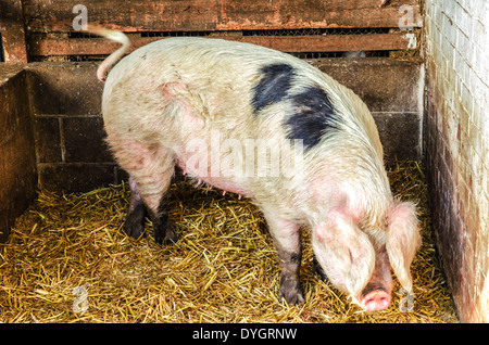Farm Pig Stock Photo